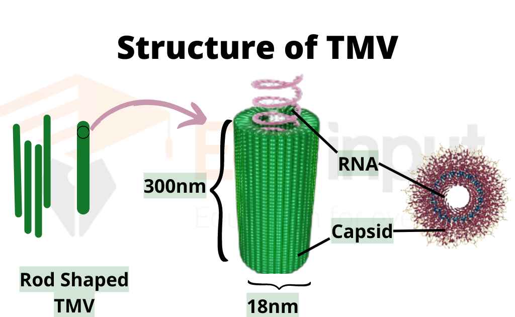 image showing structure of TMV Virus