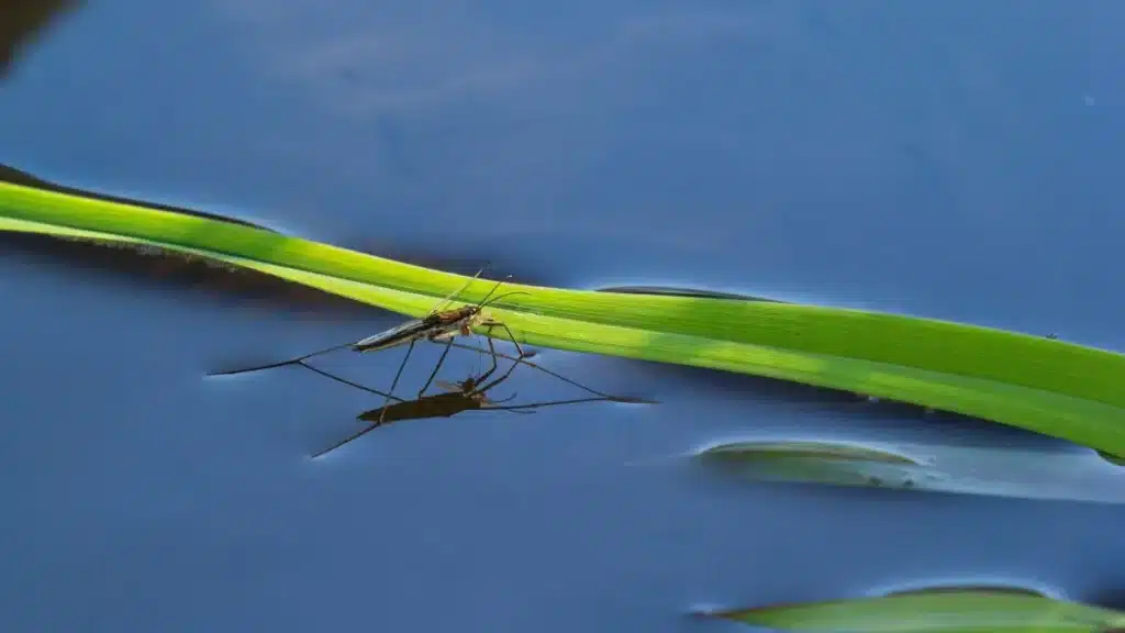 image showing Surface Tension real example