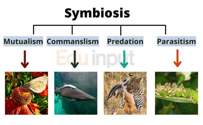 Symbiosis- Types and Examples | Mutualism, Commensalism, Predation and ...