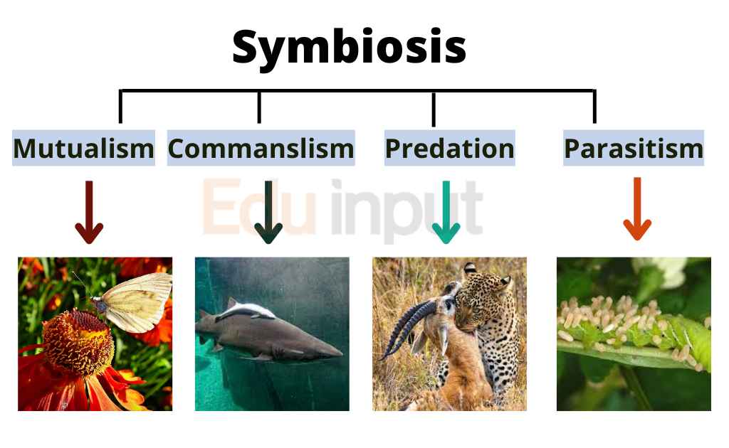 image showing types and examples of symbiosis