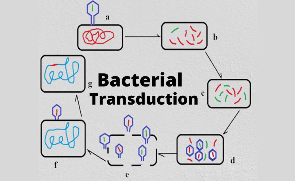 image showing the process of transduction