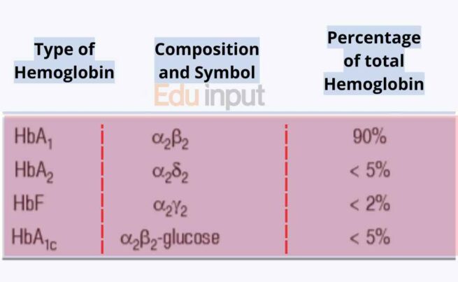 Types Of Hemoglobin With Structure And Functions