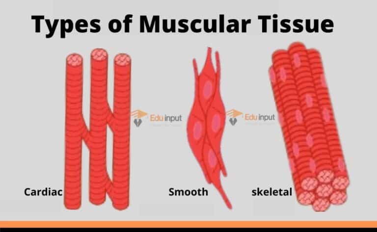 What Are The Types Of Muscular Tissue Class 9