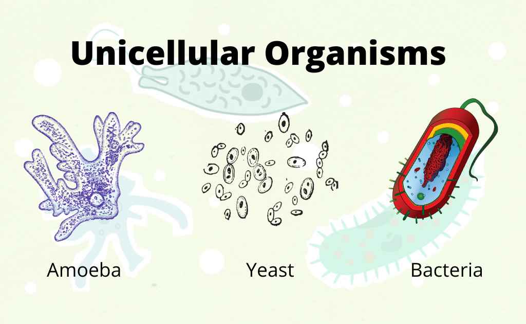 IMAGE SHOWING EXAMPLES OF UNICELLULAR ORGANISMS