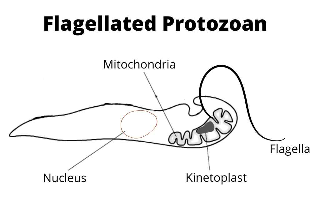 image showing flagellated protozoan