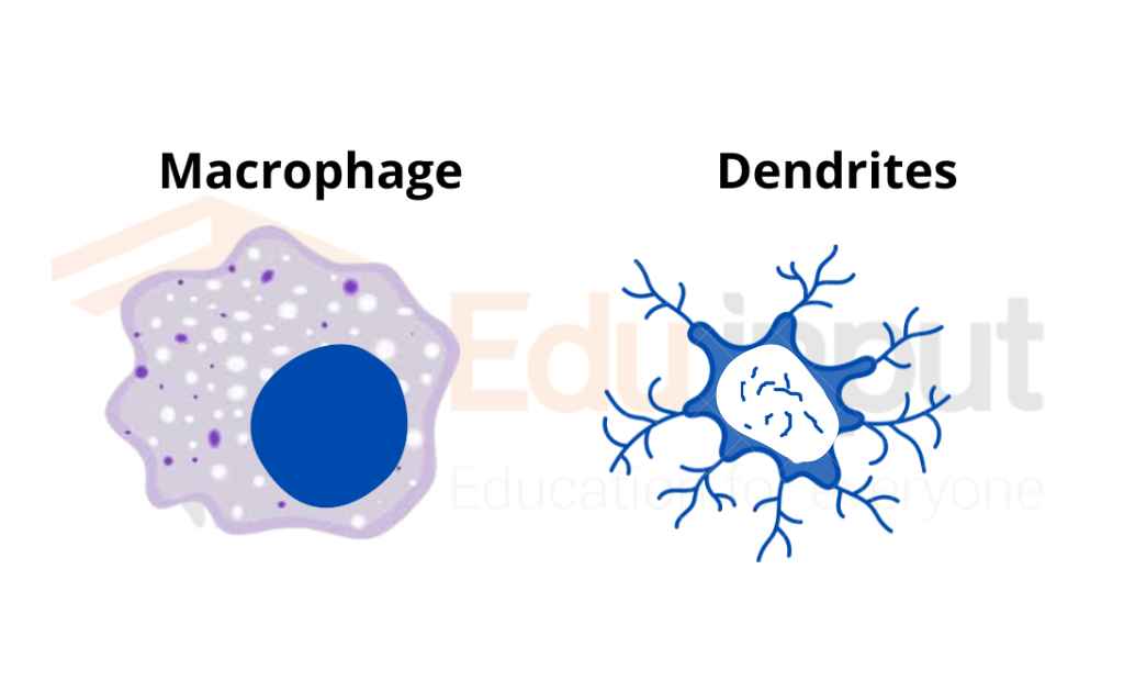 image of macrophages and 