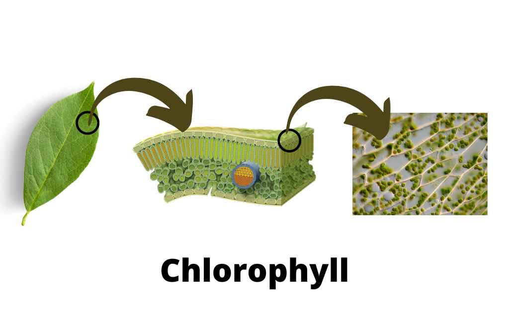 image showing the presence of  chlorophyll in leafs