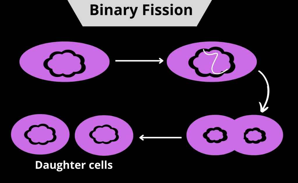 image showing the process of binary fission