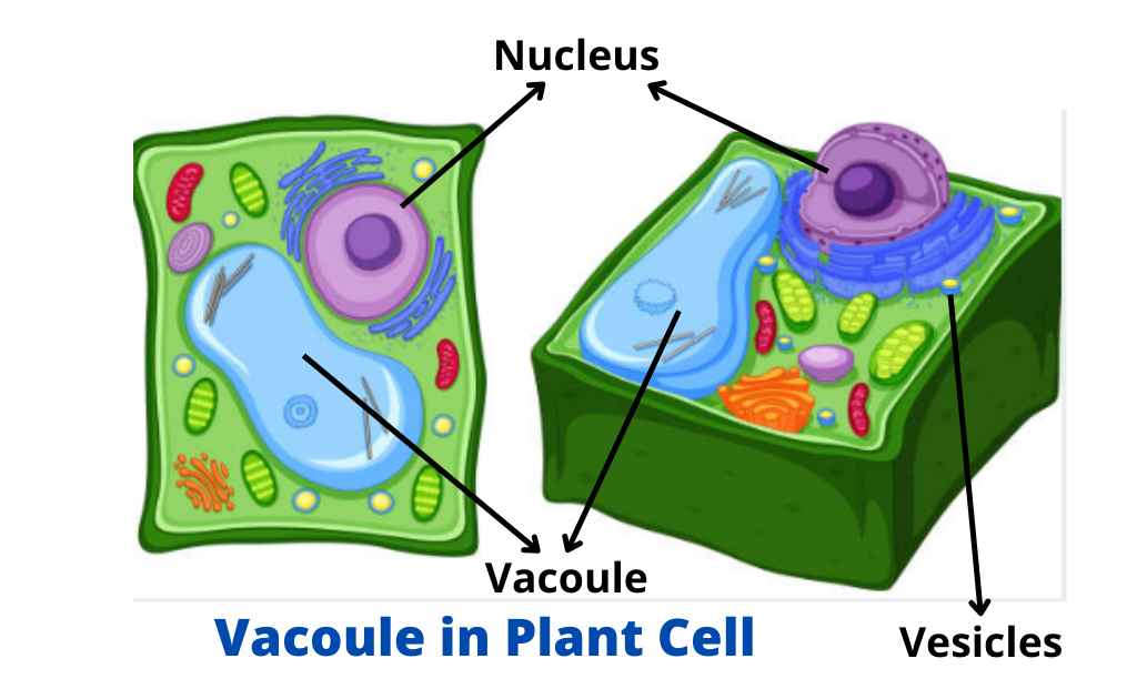 Image showing vacuole in plant cell