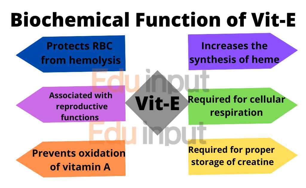 Image showing functions of Vitamin A