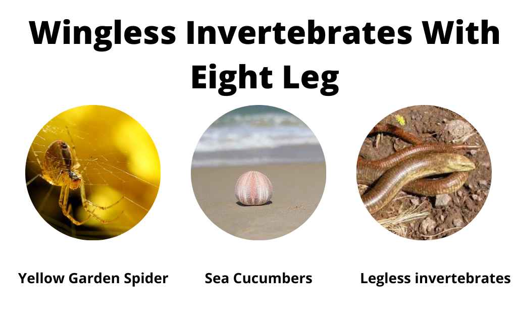 image showing examples of wingless invertebrates