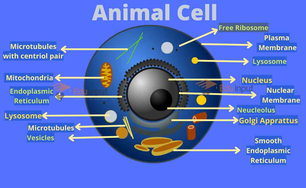 image showing structure of an animal cell