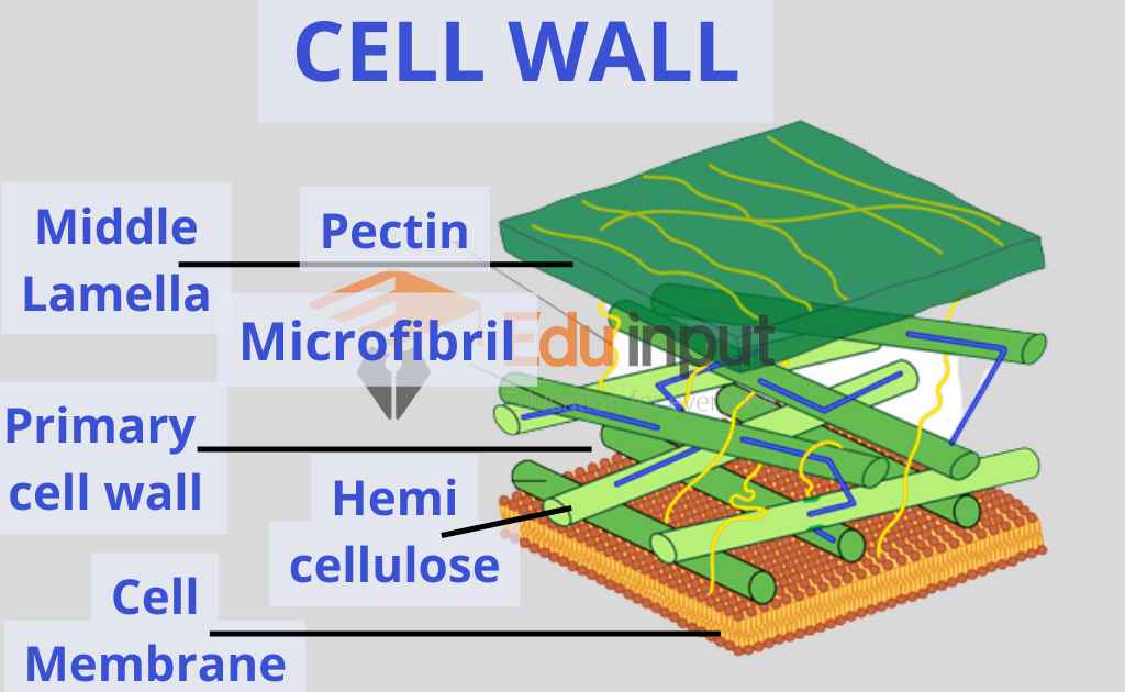 image showing structure of cell wall