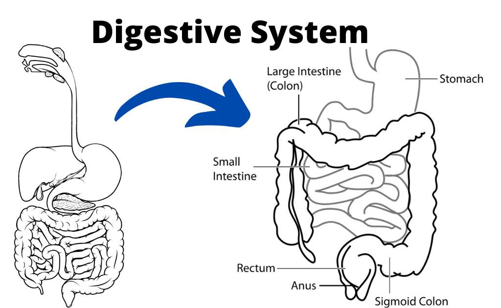 image showing an organ system (digestive system)
