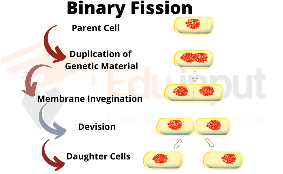 IMAGE SHOWING STEPS OF BINARY FISSION
