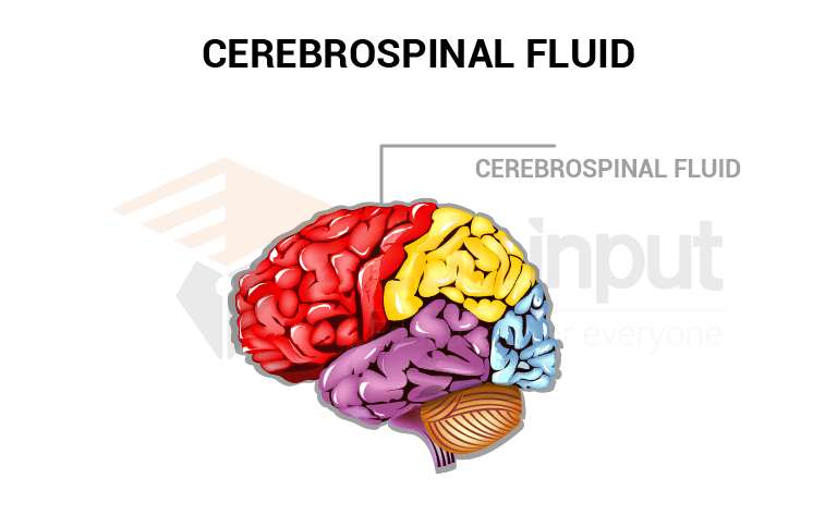 image showing CSF in brain