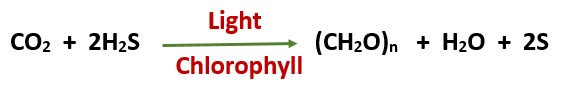 image showing the reaction of photoynthesis