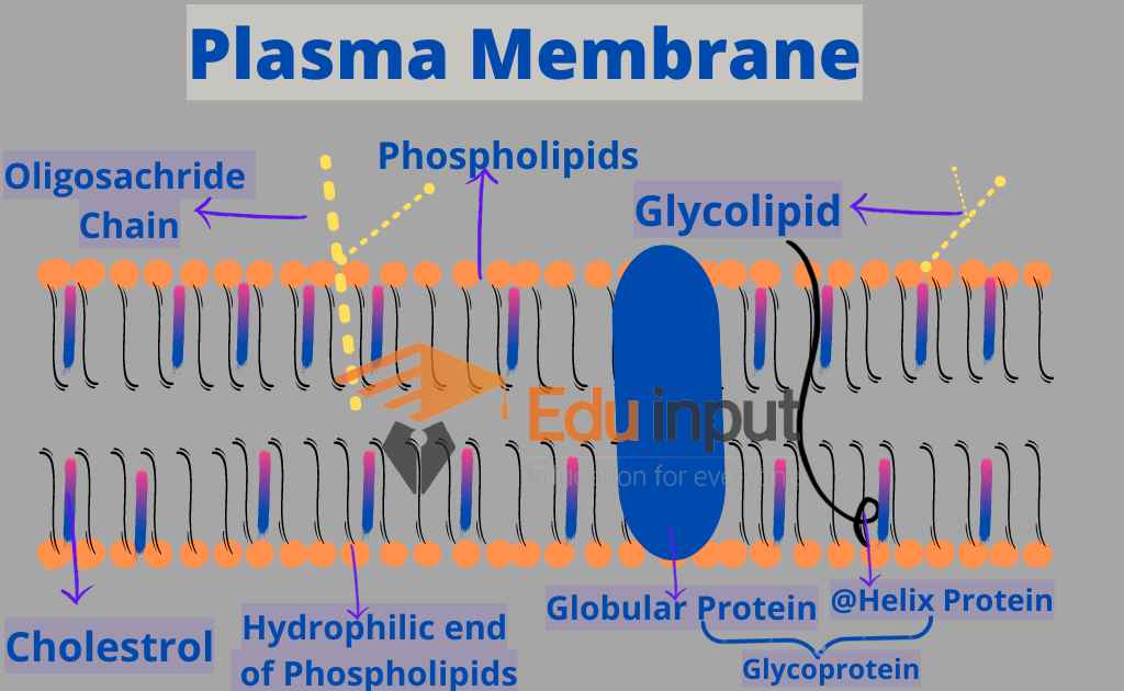 image showing structure of Cell Membrane