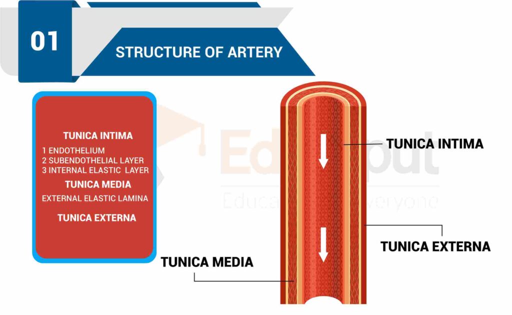 image showing Structure of Arteries