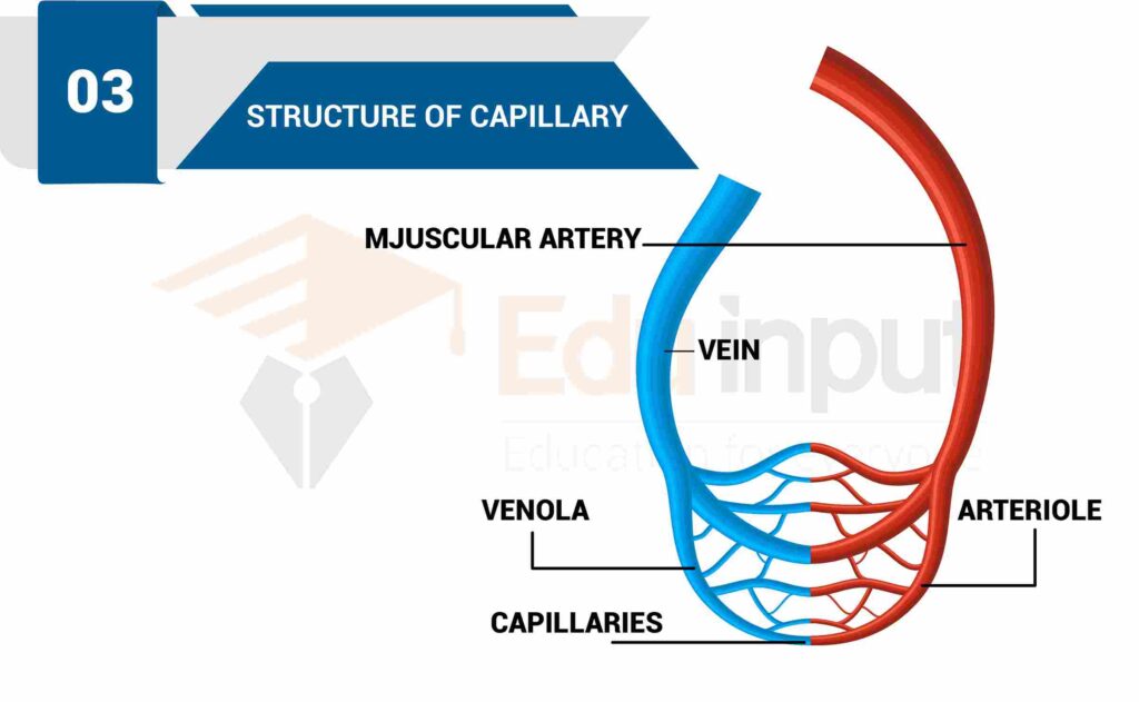 image showing structure of capillaries