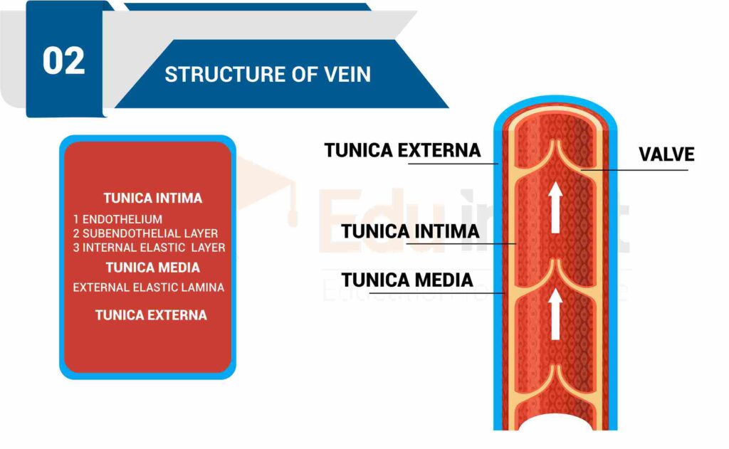 image showing structure of veins