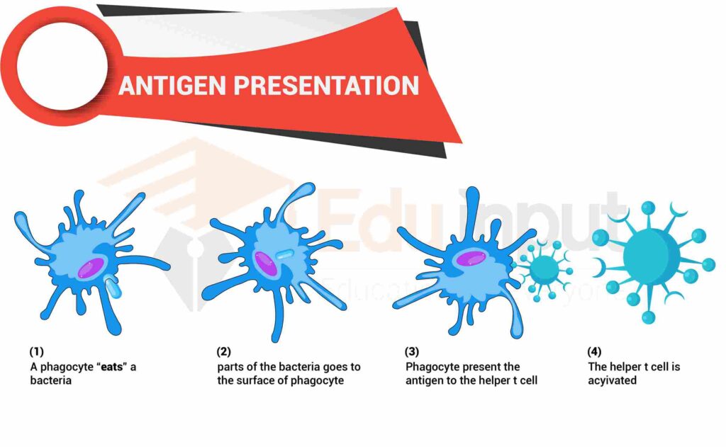 image showing antigen presentation to t cell