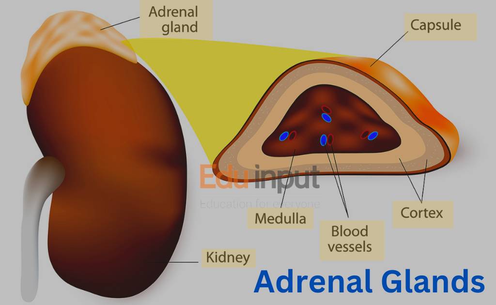 Image showing parts of adrenal glands