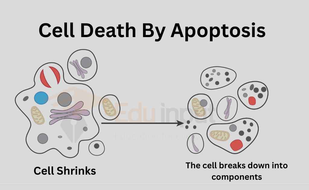 image showing cell death by apoptosis