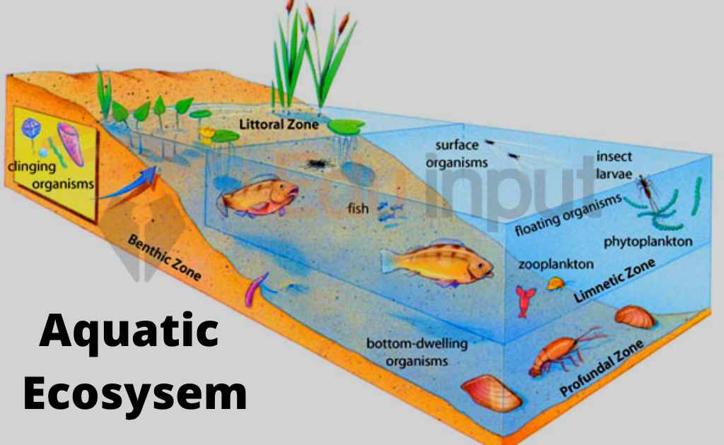 What Is An Aquatic Ecosystem?-Features, Classification, And Productivity