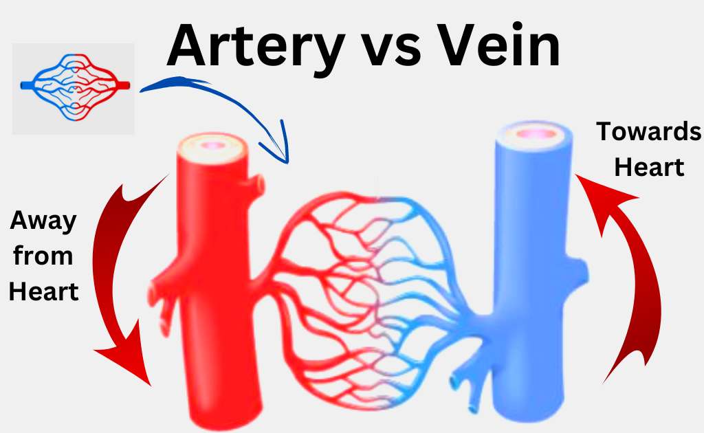 image showing the Difference Between Arteries And Veins