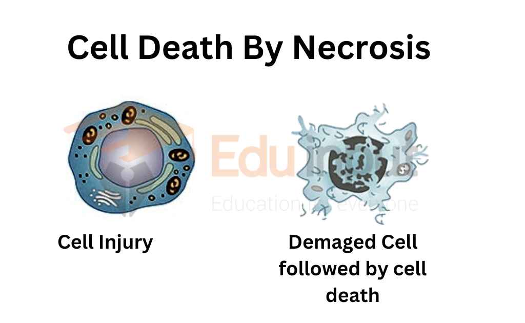 image showing cell death by necrosis