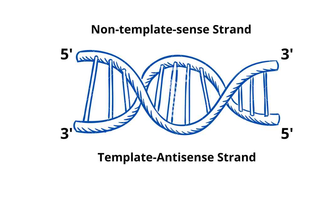 image showing DNA strands