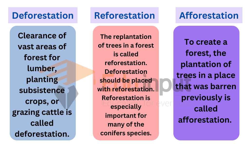 Image showing Difference Between Deforestation, Reforestation, and Afforestation