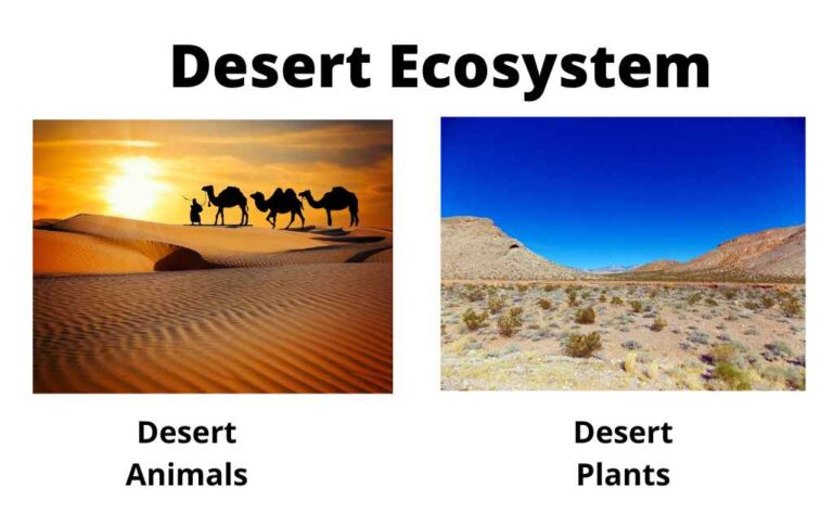 Desert Ecosystem-Characteristics, Composition, Types, Factors