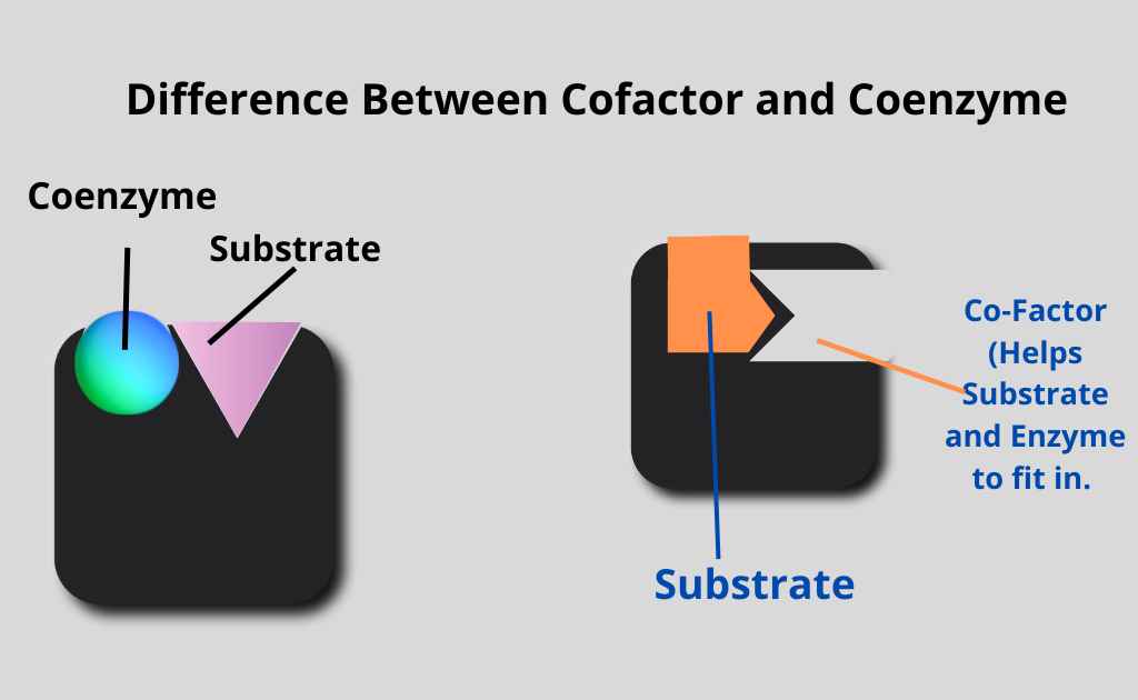Difference Between Cofactor and Coenzyme 11zon