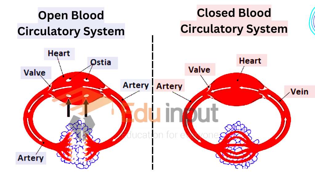 Image showing Difference Between Open And Closed Blood Circulatory Systems