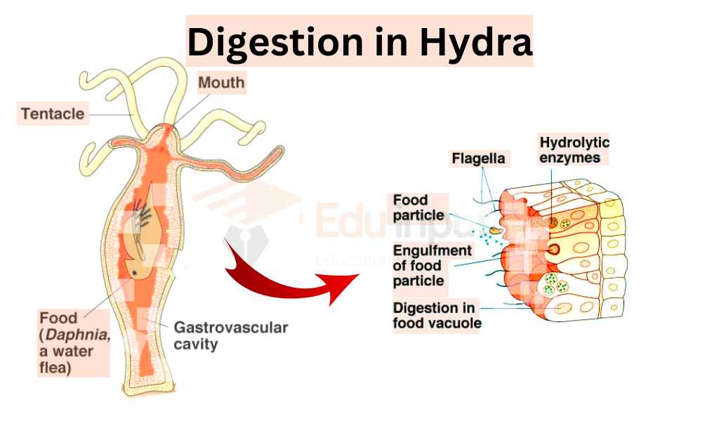 image showing digestion in hydra
