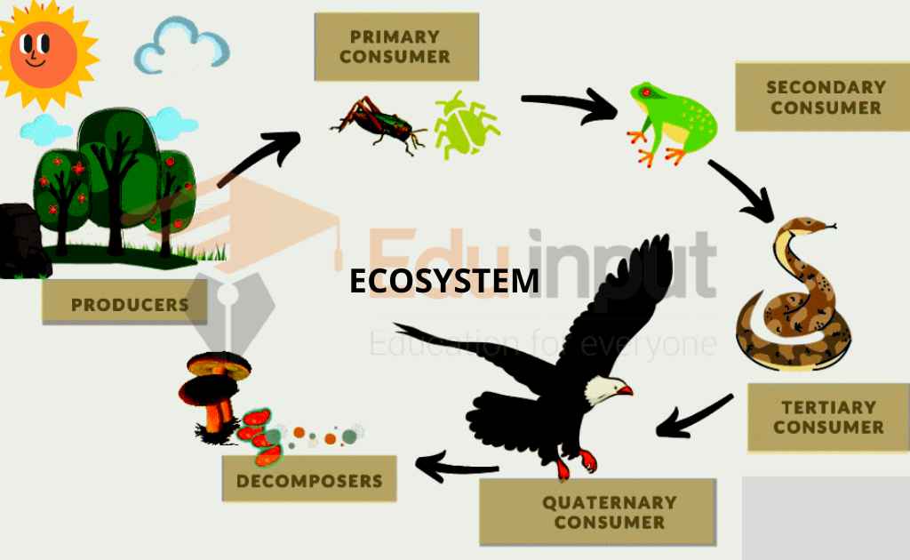 What is an Ecosystem?-Components and Levels