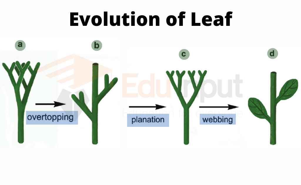 image showing the evolution of leaves