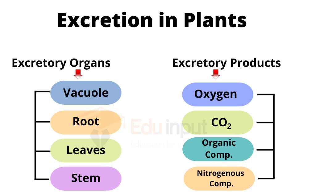 Image showing excretory organs and products of plants