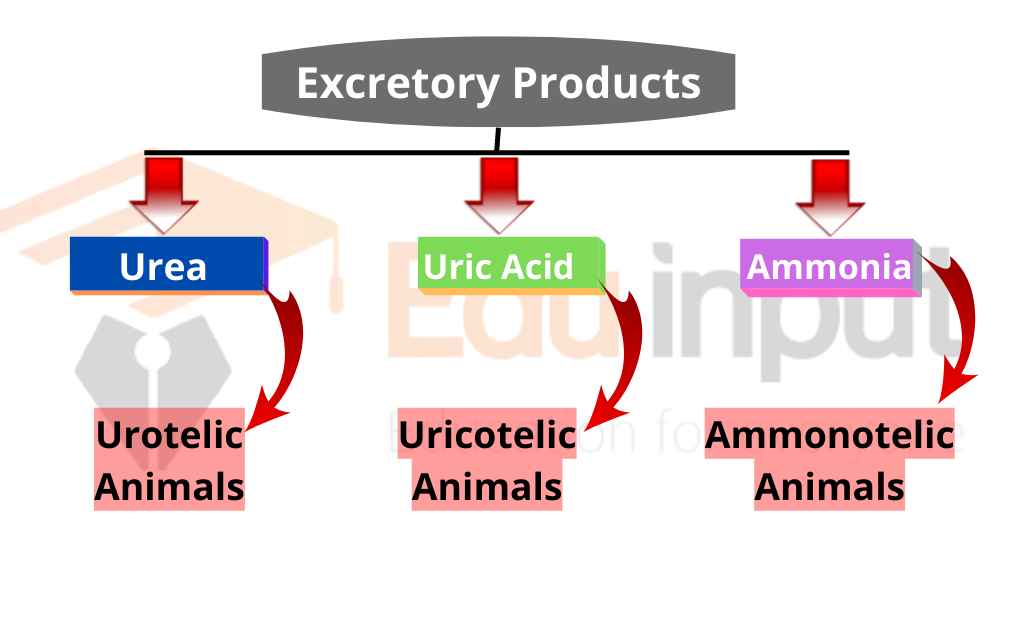 image showing excretory products in animals