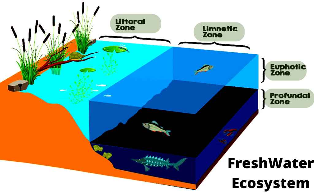 image showing zones of freshwater ecosystem