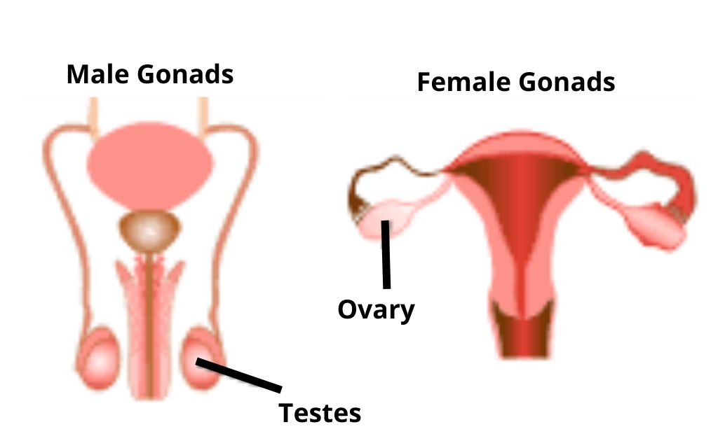 Image showing the gonads of males and females