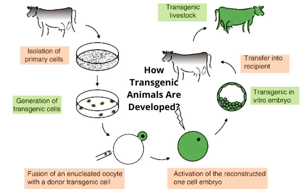 Image showing the procedure of development of transgenic animals