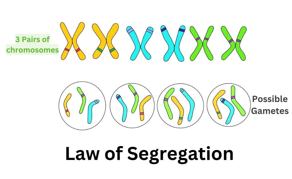 Image representing law of segregation