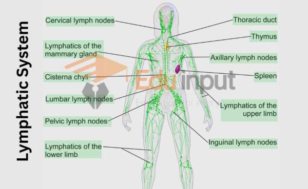 Lymphatic System Diagram Labeled Flow Chart