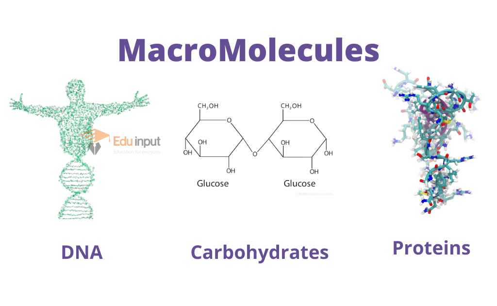 What Are Macromolecules Definition And Examples