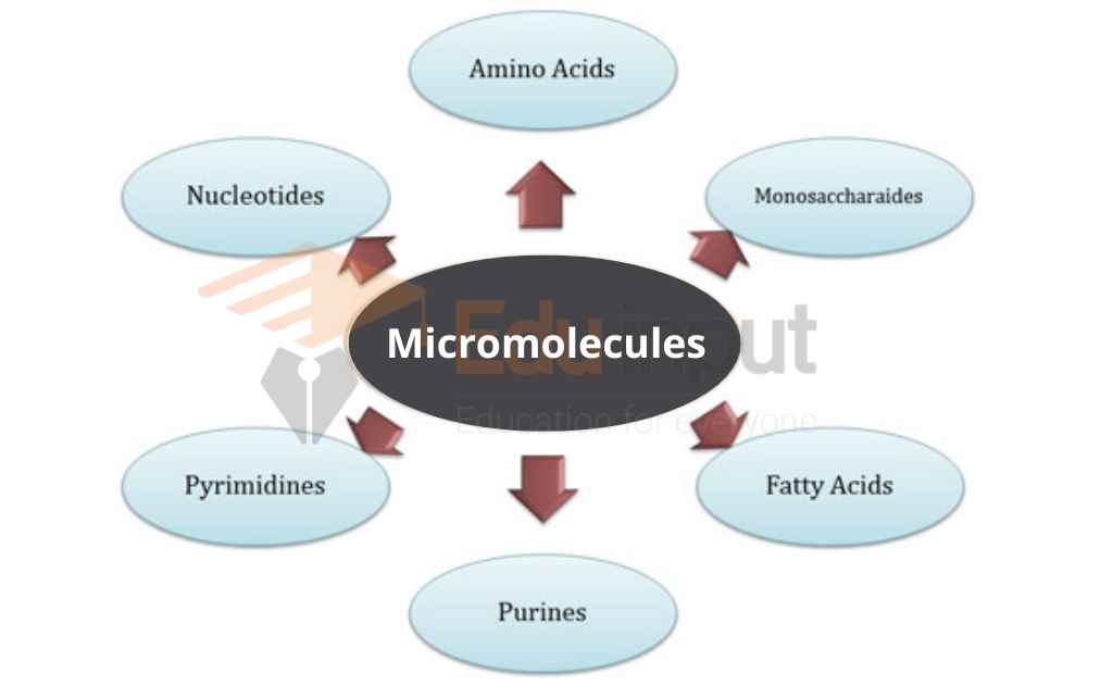 image showing types of micromolecules