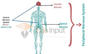 Peripheral Nervous System-Definition, Composition and Types