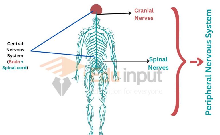 Peripheral Nervous System Definition Composition And Types